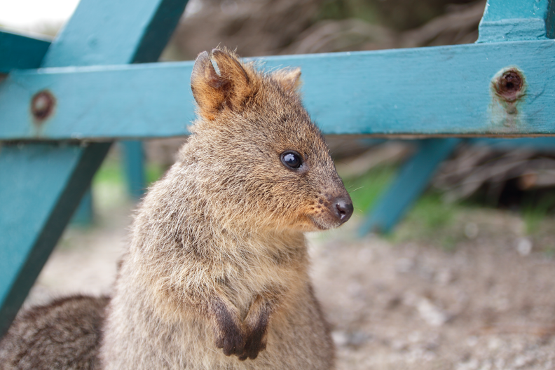 Where to meet the Quokka: the happiest animal in the world