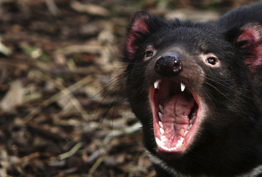 Tasmanian Devil / Credits : by Ian Waldie