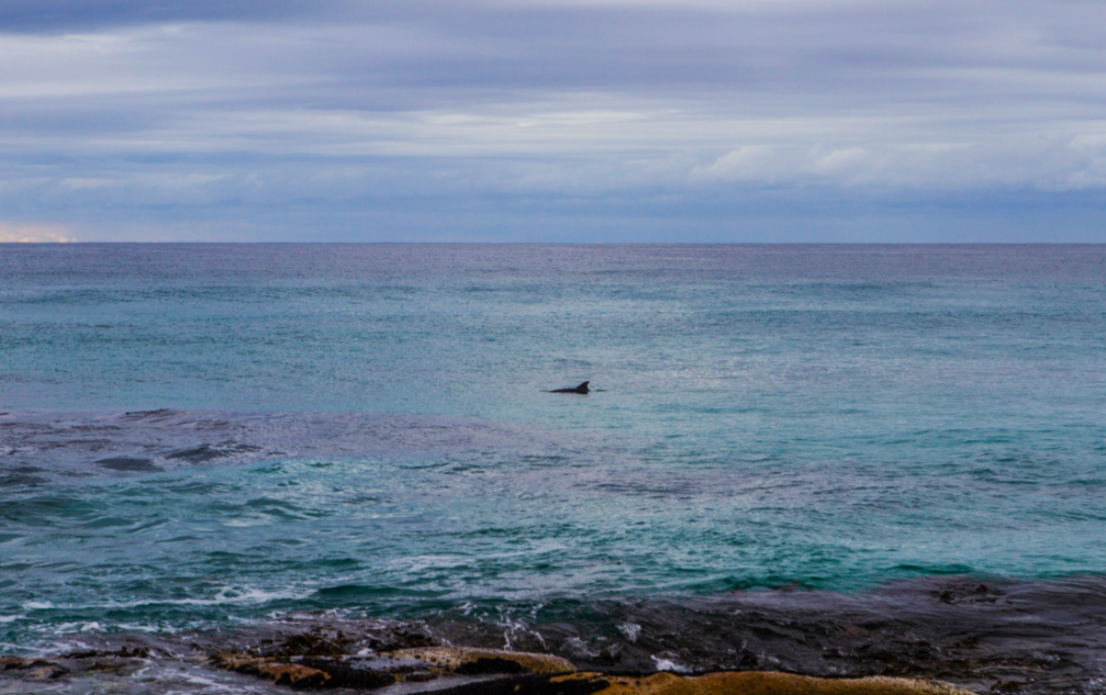 Dolphins swimming at Friendly Beach - Tasmania / Credits : iamabackpacker