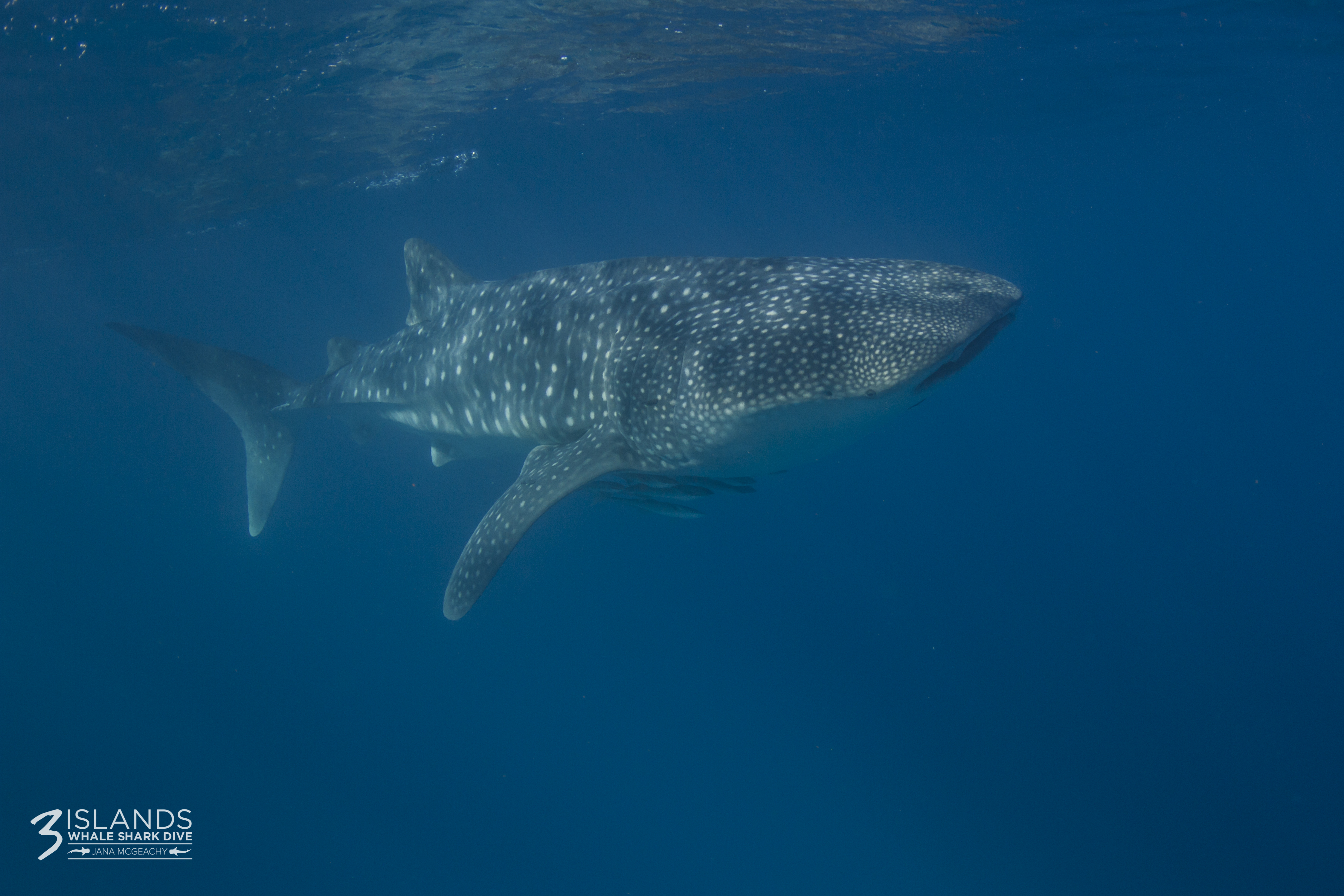 Whale shark diving - Western Australia 6