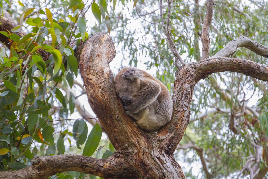 Koala Philipp Island - Victoria