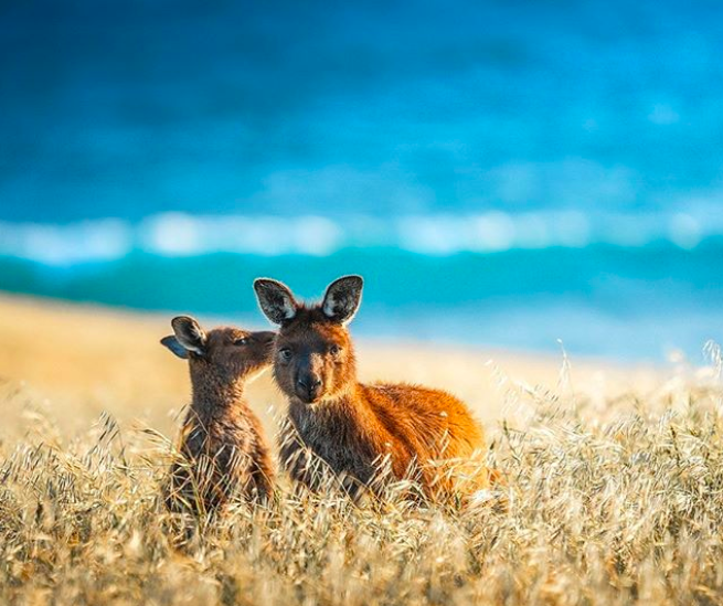 Kangaroo Island -  © benjamingoode